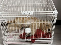 -瑞派康怡24h宠物医院·犬猫医疗中心·微创绝育(瑞景分院)