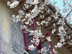 -武汉大学-樱园