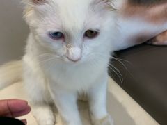 -飞行喵MR PILOT|猫舍·猫咖(静安大融城店)