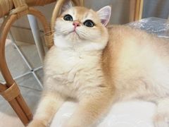 -宠爱国际动物医院· 猫科· 外科·中兽医(长白店)