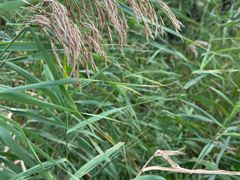 -野鸭湖国家湿地公园