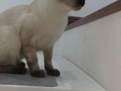-团子家猫咪猫咖馆·柯基·柯尔鸭
