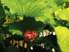 -陈家山荷花公园