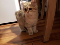 -北京赛佳动物医院