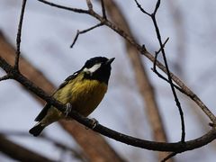 -北京西山国家森林公园