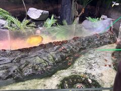 -正佳雨林生态植物园