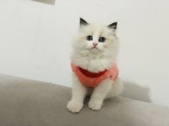 -糯米喵星人总部直营旗舰店·猫舍·幼猫出售