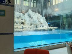 -帝企鹅自助餐厅•儿童岛•真企鹅(长隆企鹅酒店)