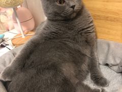 -西安京西宠物医院·瘫痪·疑难杂症