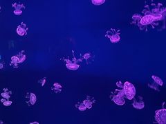 -西安曲江海洋极地公园