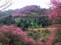 -新建村梅花