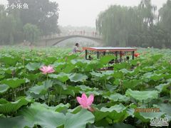 -紫竹院公园冰场