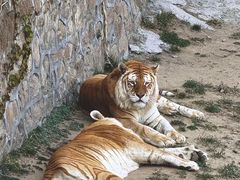 -西霞口神雕山野生动物世界