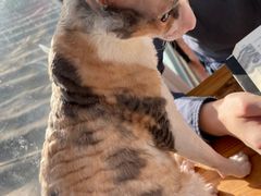 -猫小院猫主题咖啡厅(北锣店)