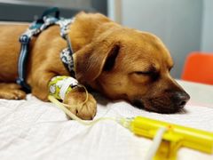 -伟伟宠物医院·CT影像中心·瑞派犬猫综合性门诊(汉口总院)