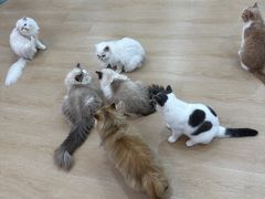 -1013 PET SHOP 宠物商店(近铁城市广场店)