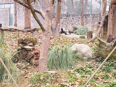 -都江堰中华大熊猫苑