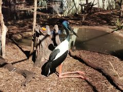 -费瑟代尔野生动物园