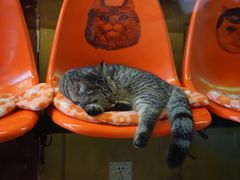 -猫咪博物馆(顶澳仔猫街店)