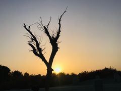 -金塔沙漠胡杨林景区