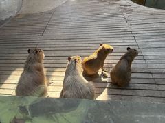 -石家庄市动物园