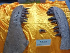 -诸城市恐龙博物馆