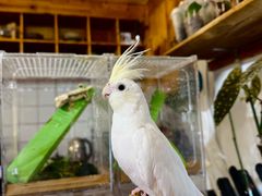 -吉丁鸟咖·异宠·寄养