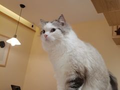 -滚猫咖啡·猫咖·猫友好撸猫(未来城店)