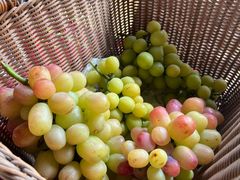 -马陆小张葡萄园农家乐