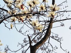 -杭州植物园