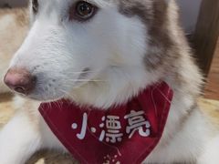 -Husky Go! 哈士奇体验馆·宠物咖啡厅狗咖