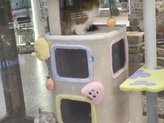 -momokira米努特·德文卷毛猫·棉花面纱犬