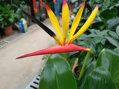 -秦美花卉(天朗·莱茵小城2期店)