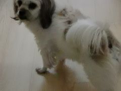 -爱侣·安琦尔宠物医院·中兽医针灸·心内科·狂犬免疫点(宝山区院)
