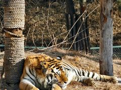 -大连森林动物园