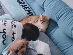 -东方名猫馆·英短金渐层布偶猫舍(环线广场1号楼店)