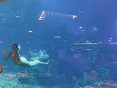 -海棠湾洲际-涛·海底餐厅·美人鱼·自助餐·海底隧道