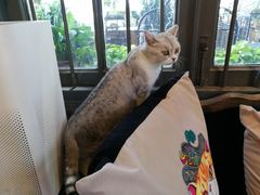 猫-more than meow吴止猫主题餐厅(承德 中船汇店)