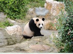-成都大熊猫繁育研究基地
