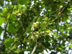 -保定直隶总督署博物馆
