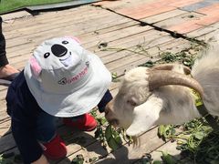 -小鱼草莓采摘园农家乐·小鱼餐厅