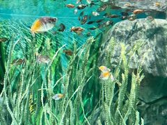 -上海海洋水族馆