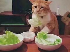 -熊猫川菜馆 panda chine