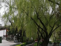 -莲湖公园