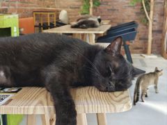 -豆逗聊愈猫阁Easy Life