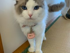 -猫在这儿猫咪咖啡馆·撸猫馆