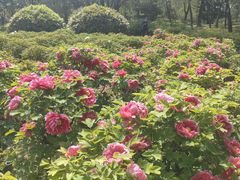 -洛阳市隋唐城遗址植物园