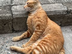 -大澳