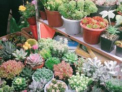 -万商花鸟市场