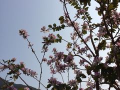 iphone_upload_pic-梅窝
